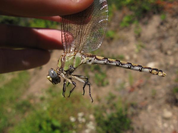 Photo of Ophiogomphus occidentis by Jeremy Gatten